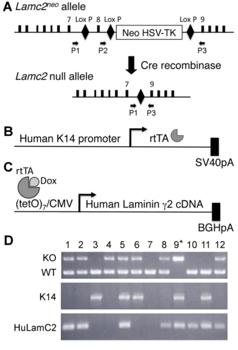 Fig. 3. Schéma de la construction du transgène de la souris LAMC2-dox. Après la 
