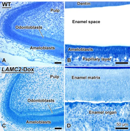 Fig. 2. During amelogenesis, there is a typical basement membrane along the apical surface of differentiating ameloblasts while during the maturation stage an atypical one is recreated at the interface between of ameloblasts and enamel