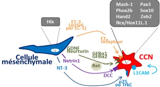 Figure 1.8 : Voies de signalisation et facteurs de transcription impliqués dans le  développement du SNE