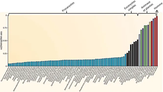 Figure 1.13 : Proportion d’ADN non-codant par rapport à l’ADN génomique total dans  différents organismes