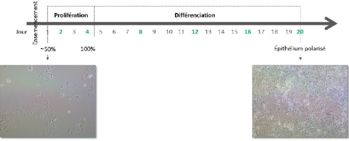 Figure  6.  Schéma  expérimental  de  la  différenciation  des  cellules  Caco-2  en  épithélium  intestinal polarisé