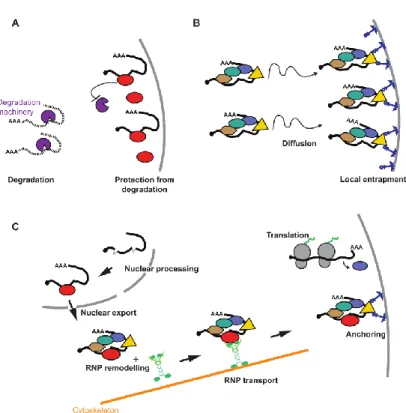 Figure 2. Trois mécanismes de localisation des ARNm. A. Dégradation générale des transcrits 