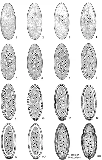 Figure  3.  Schématisation  des  premiers  stades  d’embryogenèse  chez  la  Drosophile