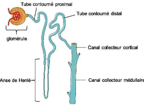 Figure 1.2: Le néphron