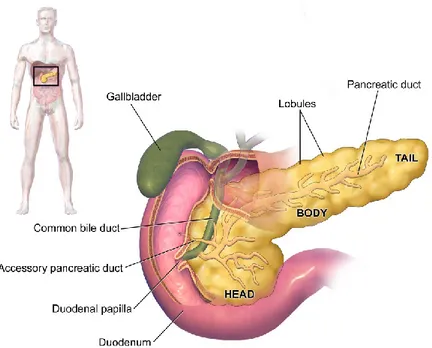 Figure 1.3: Anatomie du pancréas 