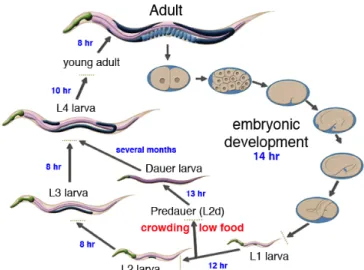 Figure 1: Image representing the life cycle of C. elegans.   Adapted from www.wormatlas.org 
