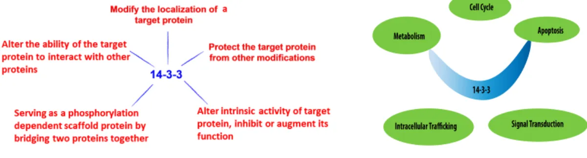 Figure  6:  The  schematics  represent  the  different  mode  of  action  of  14-3-3  proteins  and  its  known role in different biological processes