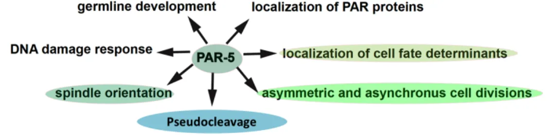 Figure  7:  Schematic  representing  the  role  of  C.  elegans  14-3-3/PAR-5  in  the  various  developmental process of a one cell embryo