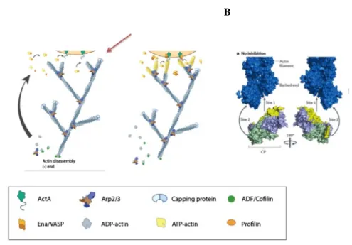 Figure 9: Proposed mechanism of the actin-binding protein and their structural representation