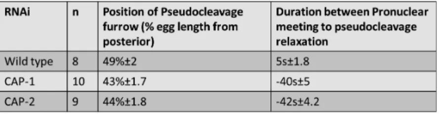 Figure 10: CAP is required for the stability of pseudeocleavage furrow and the postion of the  pseudocleavage furrow