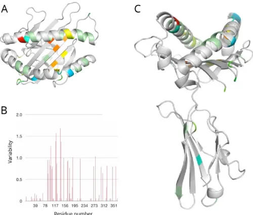 Figure 1.  The structure and polymorphism of MHC class I molecules. (A) Top  view of an HLA-A α-chain binding pocket, highly variable residues are coloured