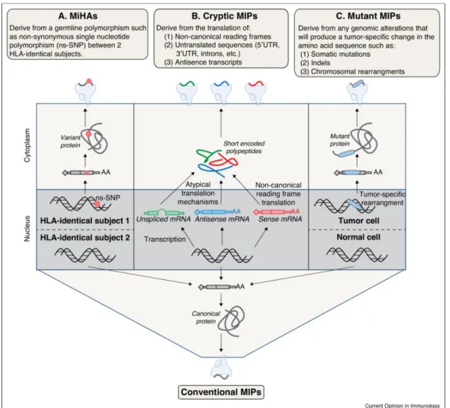 Figure 5.  MAPs  derive  from  diverse  genomic  origins.  Origins  include  (A)  MiHAs,  (B)  cryptic  MAPs,  (C)  mutant  neo-MAPs  and  conventional  MAPs