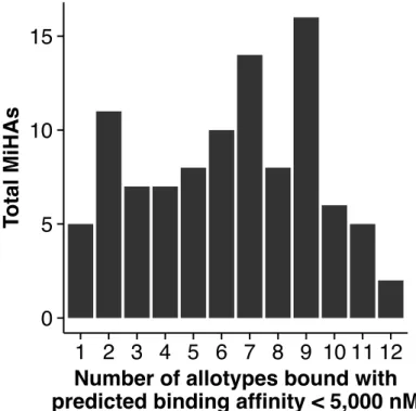 Figure 10.  MiHA promiscuity: the number of allotypes predicted to bind each  MiHA with an affinity &lt; 5,000 nM out of the top 35 most frequently occurring  HLA-A,B allotypes