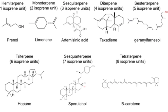 Figure 2. Examples of terpene from different sub-classes. 