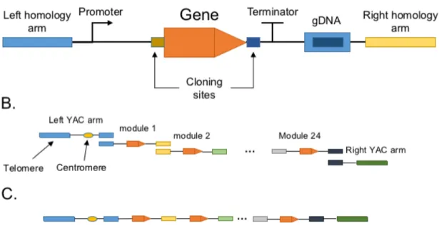 Figure  3.  YAC  platform  for  combinatorial  assembly  of  natural  product  biosynthesis  enzymes