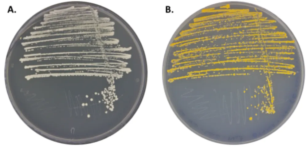Figure  4.  Comparison  between  wild  type  yeast  and  yeast  expressing  the  β-carotene  biosynthesis  pathway