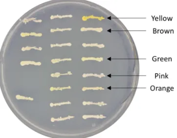 Figure 8. Diversity of pigments created by the terpene libraries. YAC cloness with genes  from diterpene and tetraterpene biosynthesis pathways produce colored colonies