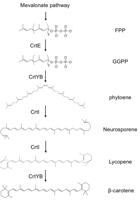 Figure  S2.  The  biosynthetic  pathway  of  β-carotene  reconstituted  into  a  YAC.  The  precursor,  farnesyl  diphosphate  (FPP),  was  provided  by  the  mevalonate  pathway,  endogenous to S