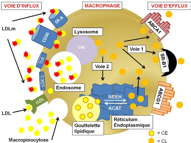 Figure 2 : Voies d’entrée, voie de stockage et voies de sortie du cholestérol dans  le macrophage spumeux