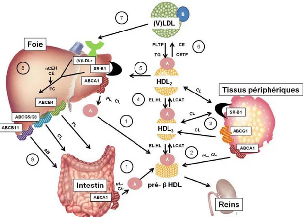 Figure 4: Les différentes étapes du transport inverse du cholestérol (TIC). 