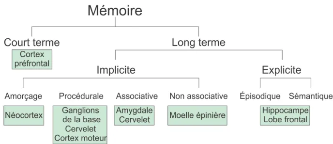 Figure 1. Classification de la mémoire, et régions du cerveau associées. Adapté d’après (Squire  and Zola-Morgan, 1991)