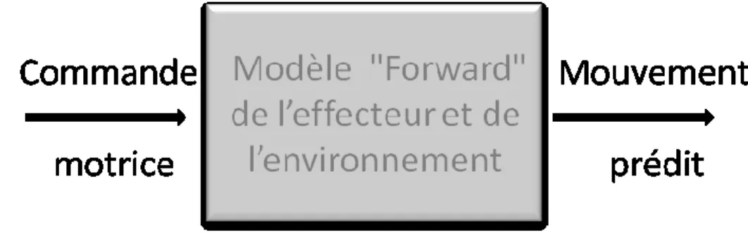 Fig. 4 : Le modèle Forward 