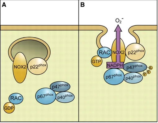 Figure  2.  Sous-unités  de  la  NADPH  oxydase.  (A)  Nox2  est  retrouvée  dans  la  membrane  de  vésicules 