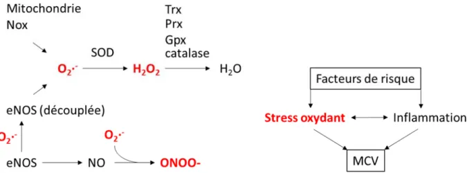Figure 9. Récapitulatif des réactions enzymatiques impliquées dans la production et le métabolisme des 