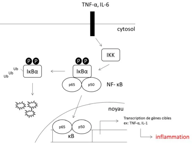 Figure  10.  Activation  du  facteur  nucléaire  B  (NF- B;  nuclear  factor  kappa-light-chain-enhancer  of  activated B cells)