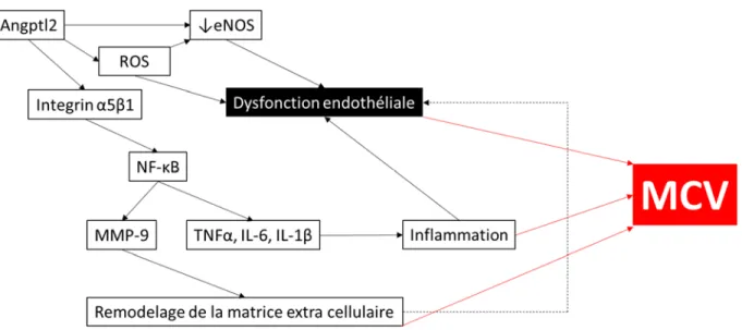 Figure  12.  Signalisation  de  lAngptl2  en  lien  avec  les MCV.  Voies  de  signalisation  proposées  pouvant 