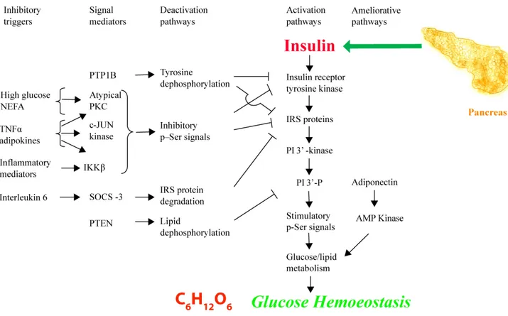 Figure 3: Signalisation du récepteur à l’insuline et résistance à l’insuline (adapté de (Stumvoll  et al., 2005)