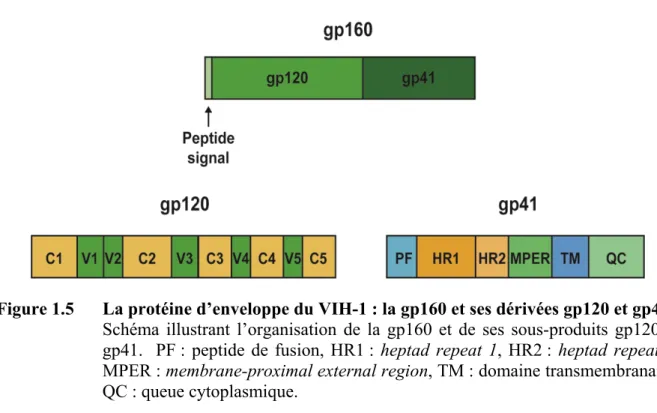 Figure 1.5  La protéine d’enveloppe du VIH-1 : la gp160 et ses dérivées gp120 et gp41 