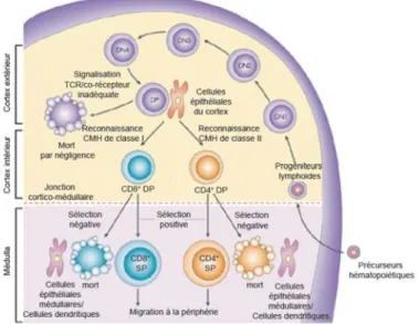Figure 1. 1 Développement thymique des lymphocytes T 