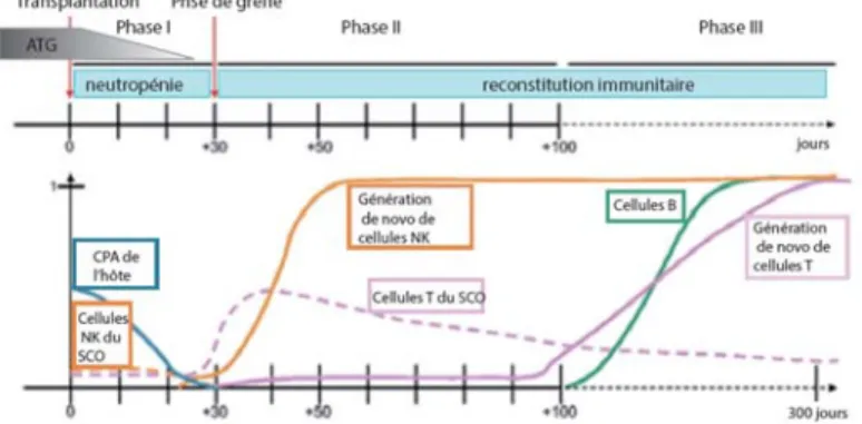 Figure 1. 5 Cinétique de reconstitution et les complications reliées à la transplantation  après TSCO 