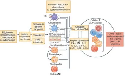 Figure 1. 6 Le déroulement de la GvHD aiguë 