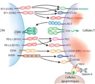 Figure 1. 8 Récepteurs inhibiteurs exprimés par les cellules T CD8 +  [327] 