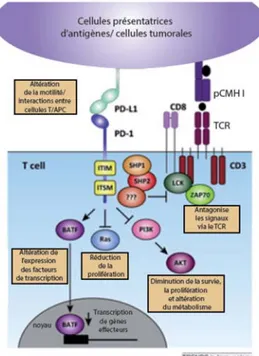 Figure 1. 9 Mécanismes de l'inhibition médiée par le récepteur PD-1 dans les cellules  T 