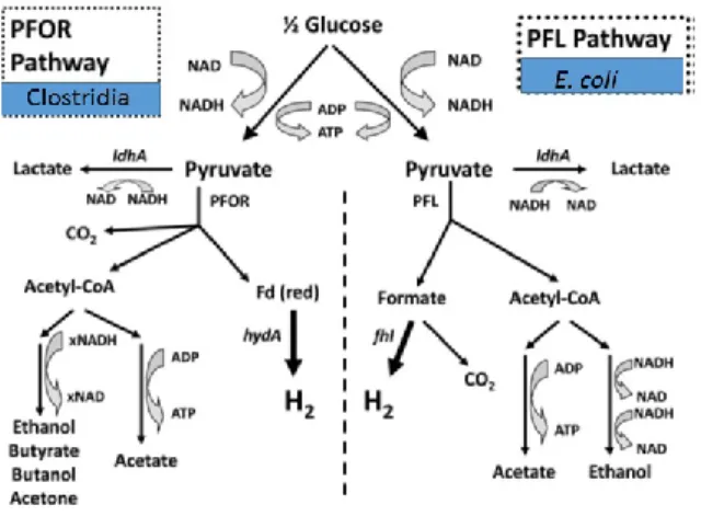 Figure 1. H2 Metabolic pathways of E. coli (right) and Clostridium (left). PFOR:  pyruvate  ferredoxin oxidoreductase