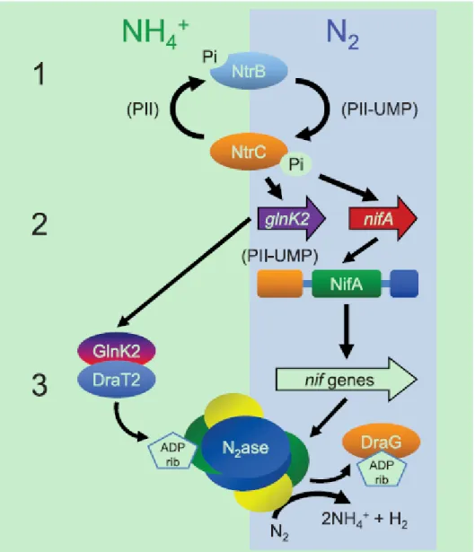 Figure  6.  A  model  for  the  regulation  of  nitrogenase  activity  in  Rhodopseudomonas  palustris strains