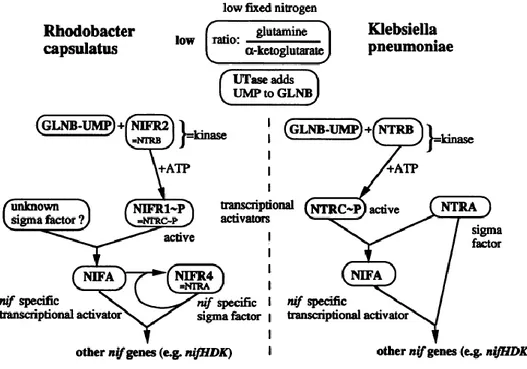 Figure 7. Comparison of nitrogen fixation regulatory models for Rhodobacter capsulatus  and  that  for  Klebsiellla  pneumonia