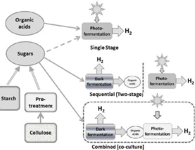 Figure  2.    Possible  strategies  for  conversion  of  various  substrates  to  hydrogen  using  photofermentation by photosynthetic bacteria