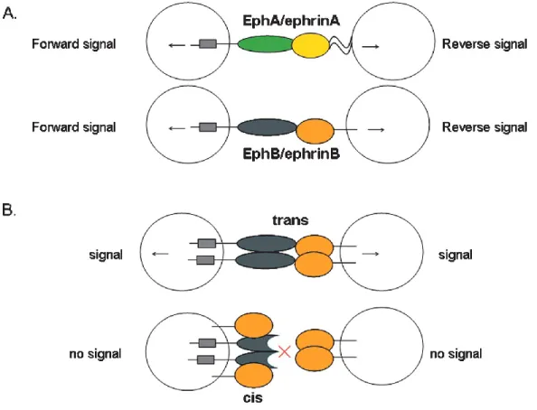 Figure 1. Features of Eph/ephrin signaling 