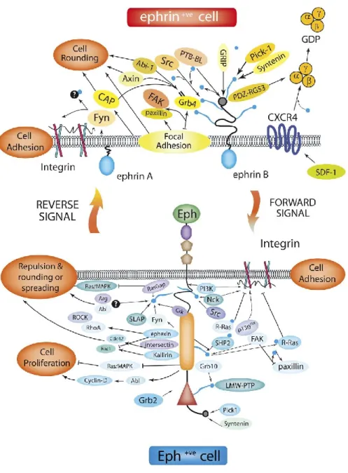 Figure 2. Eph/Ephrin bidirectional pathways  