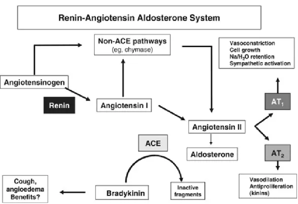 Figure 3. The renin–angiotensin system  