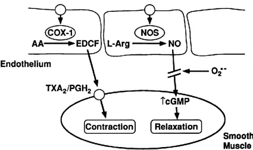 Figure 4. The mechanism of nitric oxide function in vessels 