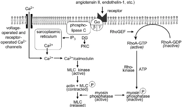 Figure 5. Regulation of smooth muscle contraction (Webb, 2003)  Other molecules 