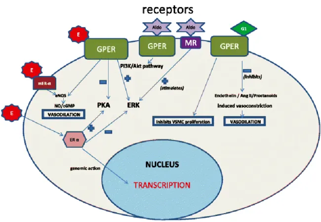 Figure  6.  Effects  of  membrane  estrogen  receptor  activation  by  estradiol,  G1  agonist  and  aldosterone in vascular cells 