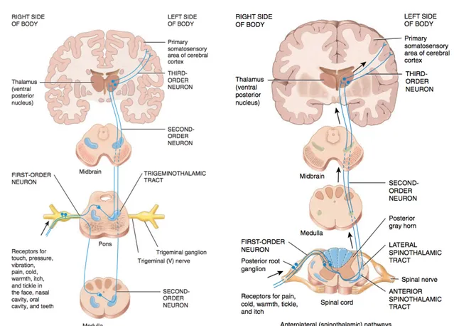 Figure 3. Projections des fibres nociceptives du visage (voie trigéminothalamique, à gauche) et du  reste du corps (voie spinothalamique, à droite)