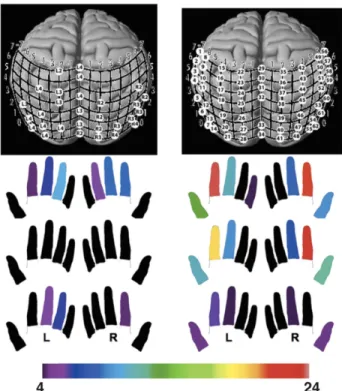 Figure 9. Paresthésies induites sur les doigts de lecteurs de Braille novice (à gauche) et  expérimenté (à droite) par SMT du cortex visuel