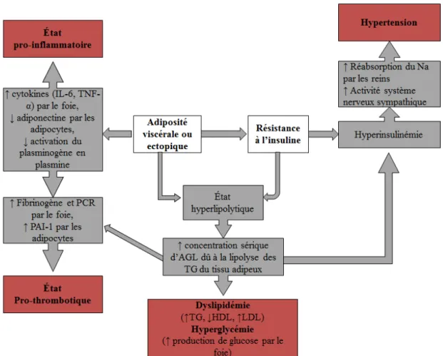 Figure 2 : Adiposité viscérale et mécanismes d’augmentation du RCM  